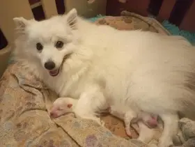 Zadání štěňat Japonského špice