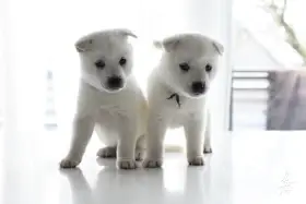 Kishu Inu štěně s PP FCI k odběru 22. 12. 2025