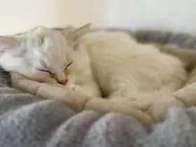 Ragdoll koťátka s PP