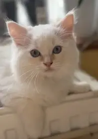 Ragdoll koťátka s PP