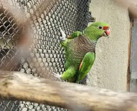 Prodám amazoňany vínorudé