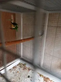 Amazonek černotemenný