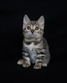 Bengálská kočička s PP