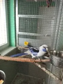 Roční samice modrý penant