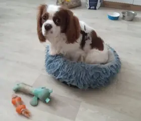 Kavalír king Charles Španěl