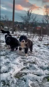 Štěňátka border kolie