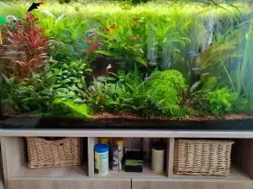 Micothemum Monte Carlo