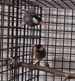 1.1 rýžovník šedý