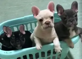 Štěňata francouzského buldočka s pp