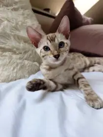 Bengálský kocourek s PP