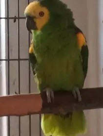 Amazoňan modročelý