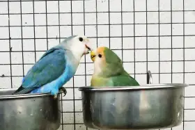 Agapornis růžohrdlý pár