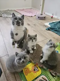 Britská krátkosrstá koťátka s PP