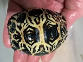 Zelvy paprscite, a hvezdnate