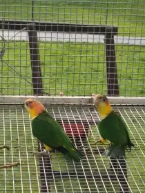 Amazonek bělobřichý