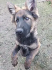 Německý ovčák s PP