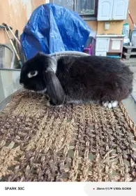 Prodám beránka bílopesíkatého