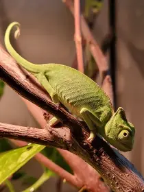 Prodám mláďata chameleona jemenského