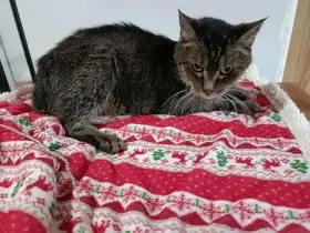 Luciáš byl odebrán z nevyhovujících podmínek