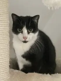 Šarlotka čeká na laskovou náruč