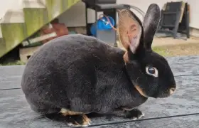 Otter rex - rex vydří černý