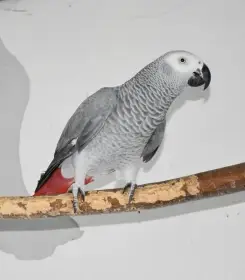 Papoušek šedý - žako