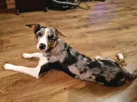 Border kolie s PP (s rodokmenem)