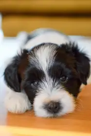 Prodám štěňátka tibetského teriéra s PP