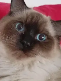 Krásný kocourek Radgoll