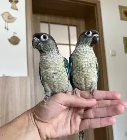 Ručně dokrmená mláďata - pyrura zelenolící