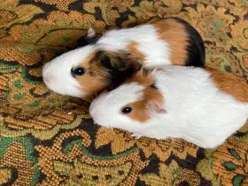 Morčata - starší dámičky