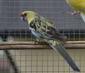 Rozela slámožlutá