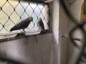 2 chovné páry Žako