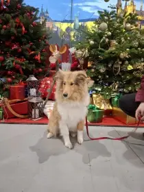 Kolie dlouhosrstá s PP