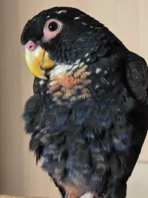 Daruji amazónka zkušenému majiteli.