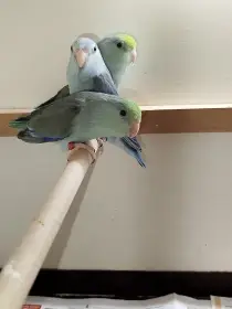 Papoušíček šedokřídlý