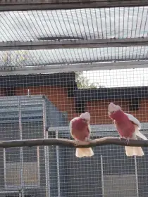 Kakadu růžový lutino.