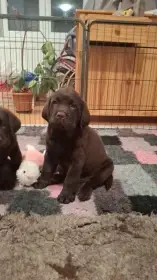 Čokoládový labrador s PP