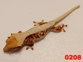 Pageko řásnatá - LW samice