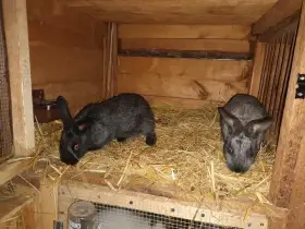 Kříženci VSS a Kalifornský