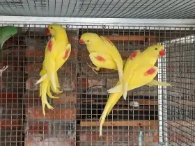 Alexandr velký lutino