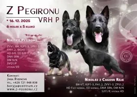 Německý ovčák štěňata