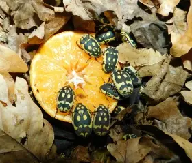 Zlatohlávek Pachnoda aemula (Afrika)