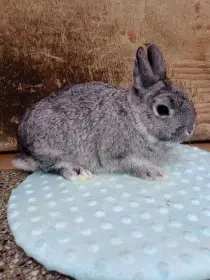 Zakrslý činčilový