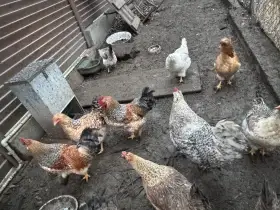 2 mladi kohouti Kalimero Selske kure