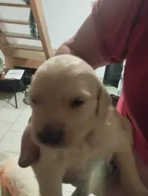 Prodáme štěňátka zlatého retrívra