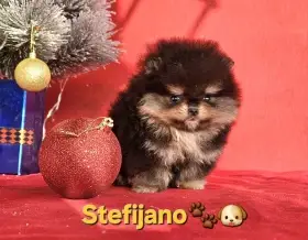 Pomeranian Boo – štěňata chocolate & tan  novinka