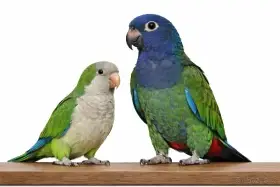 Mníšek šedý nebo amazonek ( pionus )