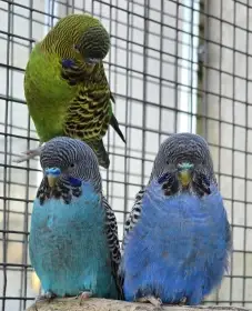 Blackface blackwing blackfaceblackwing andulka andulki andulka