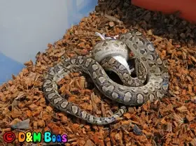 Tohoto samečka Epicrates cenchria alvarezi